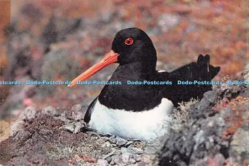 D117145 Austernfänger. Haematopus ostralegus. Norman Duerden. Dixon