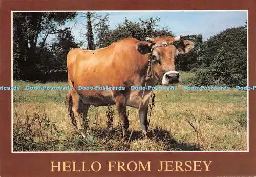 D113660 Hallo aus Jersey. Jersey Kuh. A. und J. Großhandel. 1989