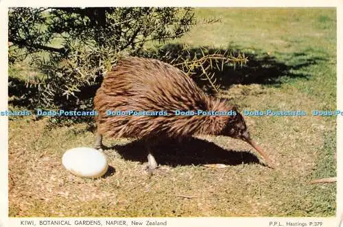 D113700 Kiwi. Botanischer Garten. Napier. Neuseeland. P. P. L. Hastings. S. 379.