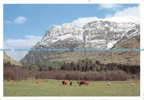 D115076 Glencoe. Der Frühling ist eine schöne Zeit, um die grasenden Schafe in den Highlands zu besuchen und