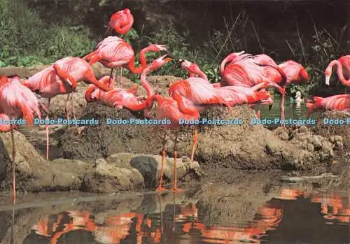 D115082 Karibische Flamingos auf ihren Nestern beim Wildfowl Trust. J. Arthur Dixo