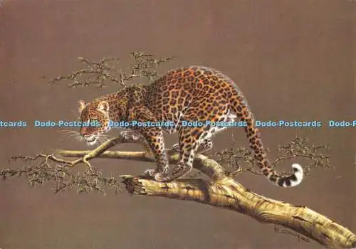 D118676 Leopard auf Aussichtspunkt. Kim Brooks. Medici Society