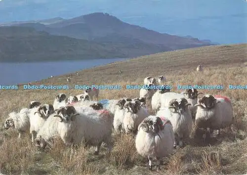 D117336 BSP 002 Images of Scotland. Bilder und Editionen. Widder. Insel Raasay.