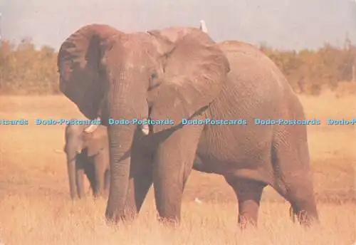 D117338 Elefant. David Trickett. Touristenförderung in Afrika. Simbabwe