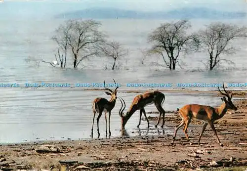 D115131 Afrikanische Fauna. Antilopen. HAO QUI