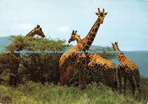 D117379 Giraffen. Ostafrika. Frank. RP. 1971