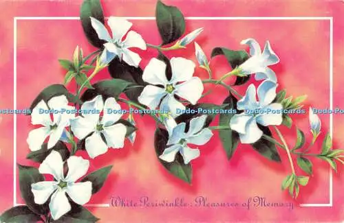 D117467 White Periwinkle. Freuden der Erinnerung. Blumen Postkarten Sammlung. Harle