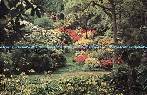 D117472 Leonardslee Gardens. Horsham. Sussex. Dell ansehen. Litho Print und Ashe