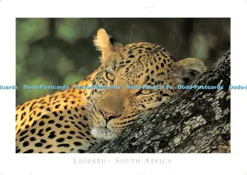 D115294 Südafrika. Leopard. Kunstverlag. Nigel Dennis