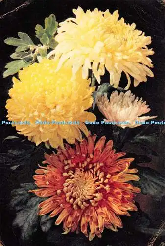 D117591 Frühblühende Chrysantheme. J. Arthur Dixon. 1954