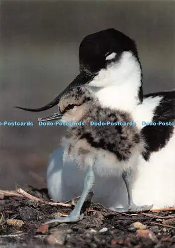 D117797 Avocet und Küken. The Royal Society for the Protection of Birds. Richter.
