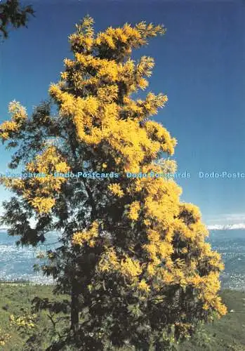 D117872 Mimose. Au fond. les Alpes. Elbe. Nr. 121. 1996