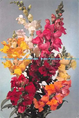 D117886 Snapdragon. J. Arthur Dixon. 1973