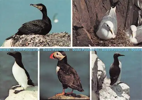 D115764 Farne Islands. Kormoran. Papageientaucher. Rasiermesser. Beric Tempest. Multi View