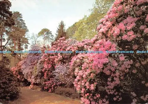 D116152 Hampshire. Rhododendron-Spaziergang in den Exbury Gardens. J. Arthur Dixon