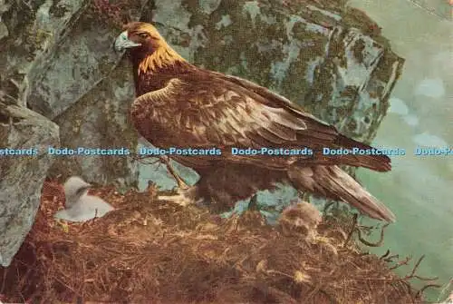 D119799 Der Steinadler der schottischen Highlands und Terror des Glen. J. B.