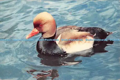 D119808 Red Crested Pochard. Beim Wildfowl Trust. J. Arthur Dixon. W. W. Rober