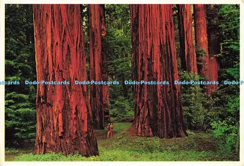 D156191 California Redwoods. Avenue of the Giants. Fritz Vibe Enterprises