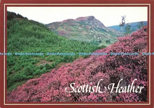 D156193 Scottish Heather. Whiteholme. A Hail Caledonia Product