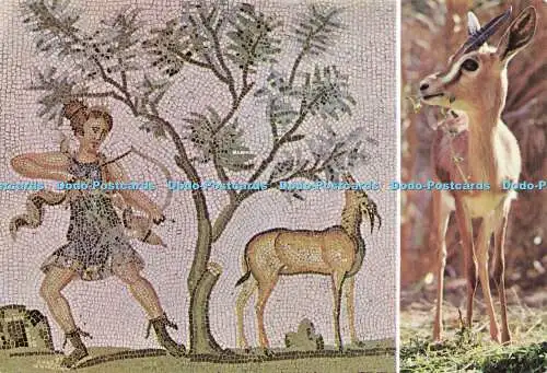 D156510 Tunesien. Mosaik der Bardo und Saharian Gazelle. Kahia. Multi View