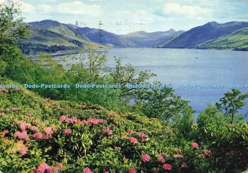 D156917 Ross Shire. Rhododendren von Loch Broom. J. Arthur Dixon. 1972