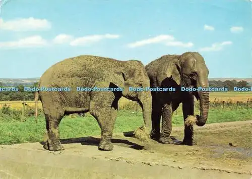 D157010 Afrikanischer Elefant. Zentral- und Ostafrika. E. T. W. Dennis. Flamingo Lan