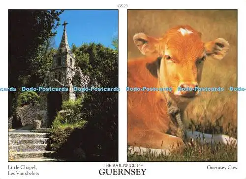 D159616 Die Vogtei von Guernsey. Guernsey Kuh. D. R. Photography. Multi View