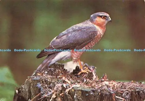 D157136 Sparrowhawk. J. Arthur Dixon. Set. Nr. 1. Britische Greifvögel. Nr. 3.