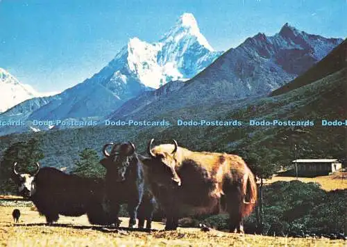 D159711 Nepal. Mt. Amadablam und Yak. Cottages Industries and Handicrafts Empori