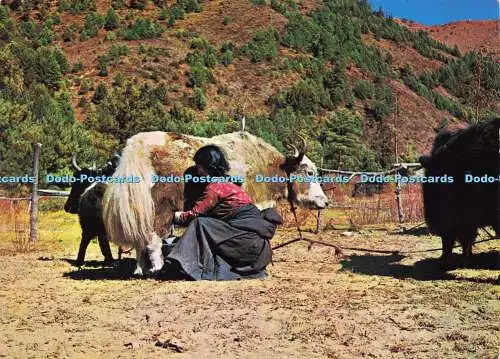 D159712 Nepal. Sherpa Girl und Yak. Cottages Industries and Handicrafts Emporium