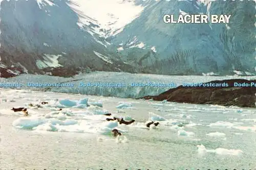 D157172 Glacier Bay. Nationaldenkmal. C. P. Johnston. Mike Roberts. Howard Rob