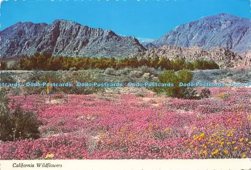 D157175 California Wildflowers. Fritz Vibe Enterprises. Dexter Press. Hubert A.