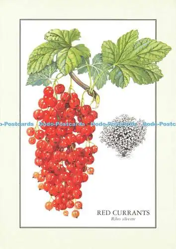 D161388 Rote Johannisbeeren. Colin Emberson aus Lebensmitteln aus Ihrem Garten. The Reader Dige