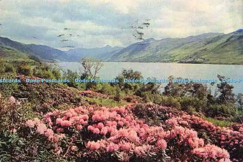 D158835 Wester Ross. Rhododendronzeit bei Leckmelm. Lochbesen. G. und G. Ponton