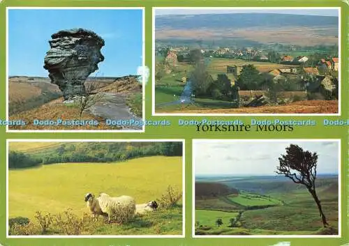 D163655 Yorkshire Moors. Schafe. Richter. C. 12281. Multi View