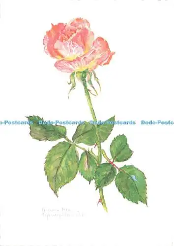 D161525 Rose. Korsch