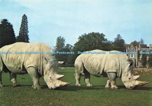 D158897 Weißnashorn. Fotopräzision