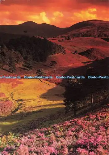 D161599 Heather Clad Hills. Phil Banks. 1999