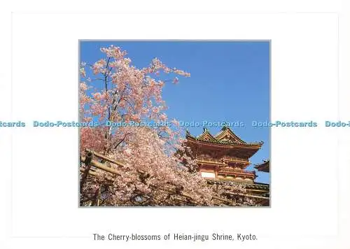 D165112 Kyoto. Die Kirschblüten des Heian-Jingu-Schreins. Hyogensha