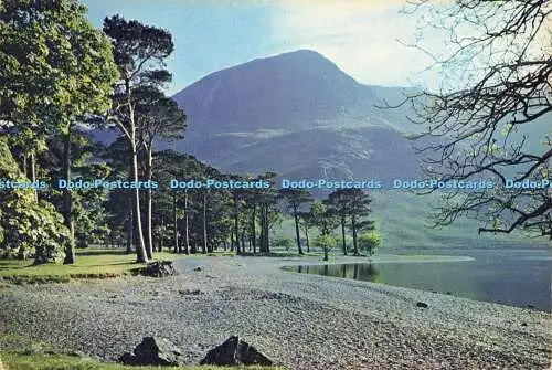 D160593 Cumberland. The Buttermere Pines. J. Arthur Dixon