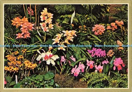 D161980 Durban. Botanischer Garten. Das Orchideen-Ausstellungshaus. Kunstverlag. Art