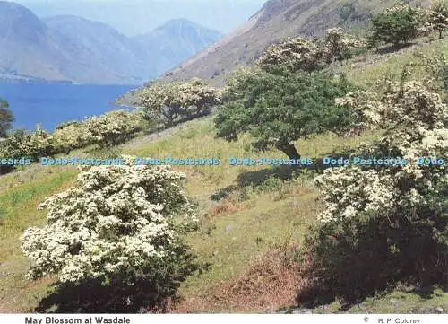 D160734 Maiblüte in Wasdale. Jennings Drucker. R. P. Coldrey