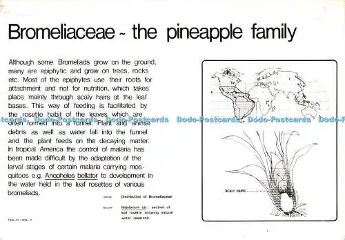 D165375 Bromeliaceae. Familie der Ananas. Kew. Royal Botanic Gardens. Pflanzen a