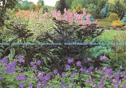 D160875 Laub- und Blütenkontraste. Cimicifuga Ramosa. Brünette umgeben von