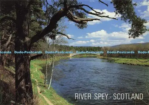 D161054 Schottland. River Spey. Innes und Cromb. Ernest J. Cookie