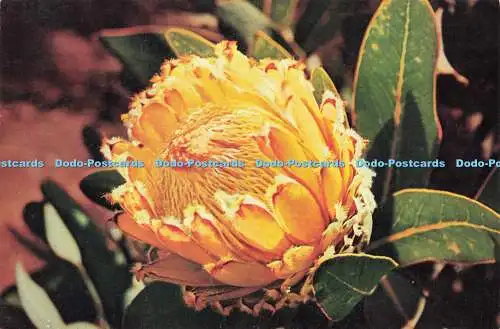 D164580 Protea Barbigera. Riesiger Wollbartschützer. Terence J. McNally