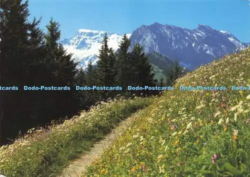 D165754 Auf der Fluhweid bei Adelboden. Berner Oberland. Klopfenstein