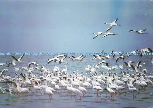 D165841 Flamingos am Lake Nakuru. Ostafrika. Frank