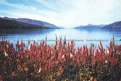 D164792 Inverness Shire. Fingerhandschuhe von Loch Ness. J. Arthur Dixon. 1976