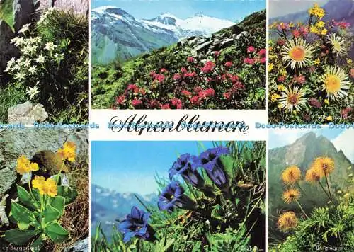 D162629 Alpenblumen. Franz Milz. Multi View